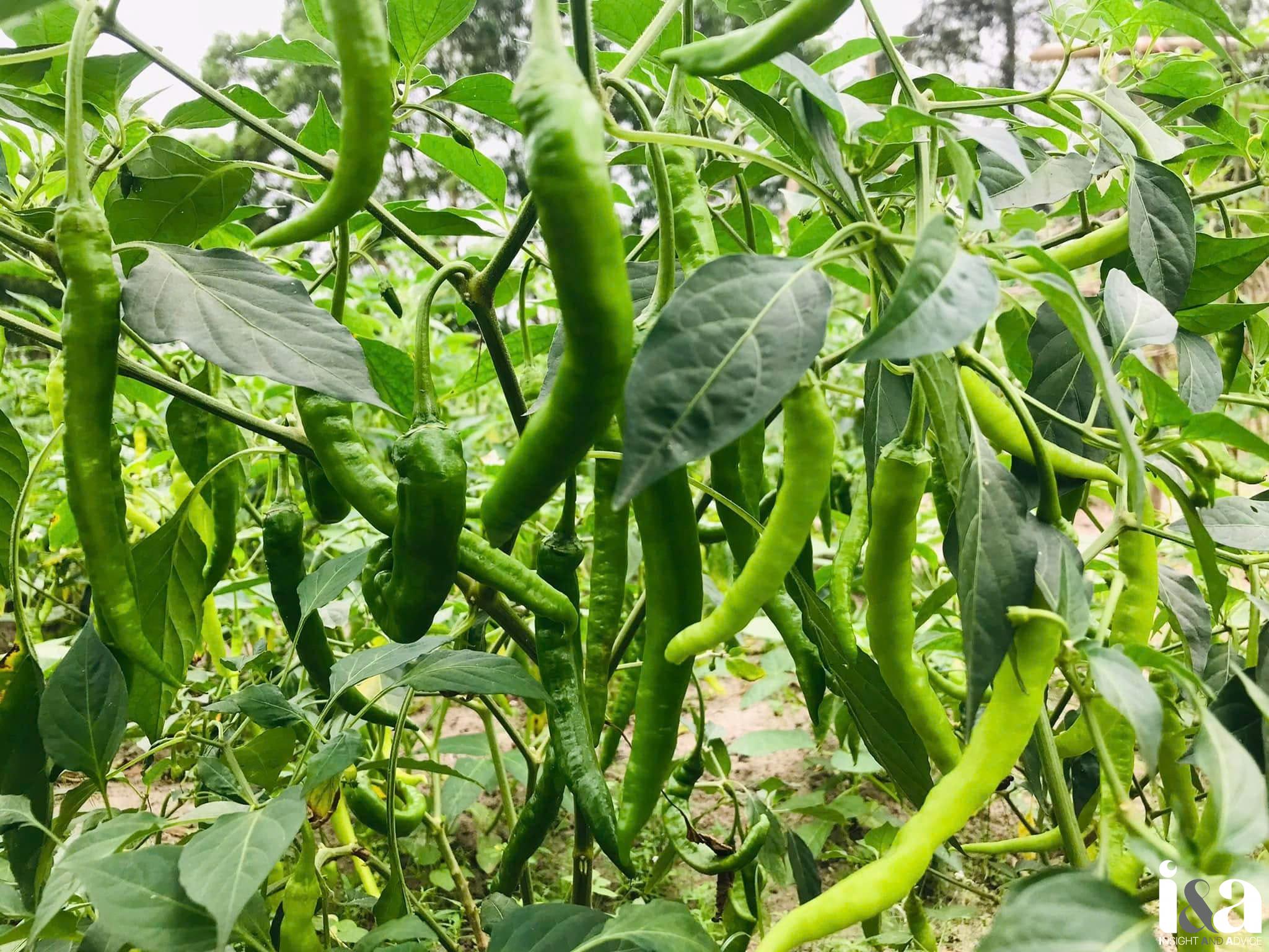 Hình ảnh ớt chìa vôi chưa chín