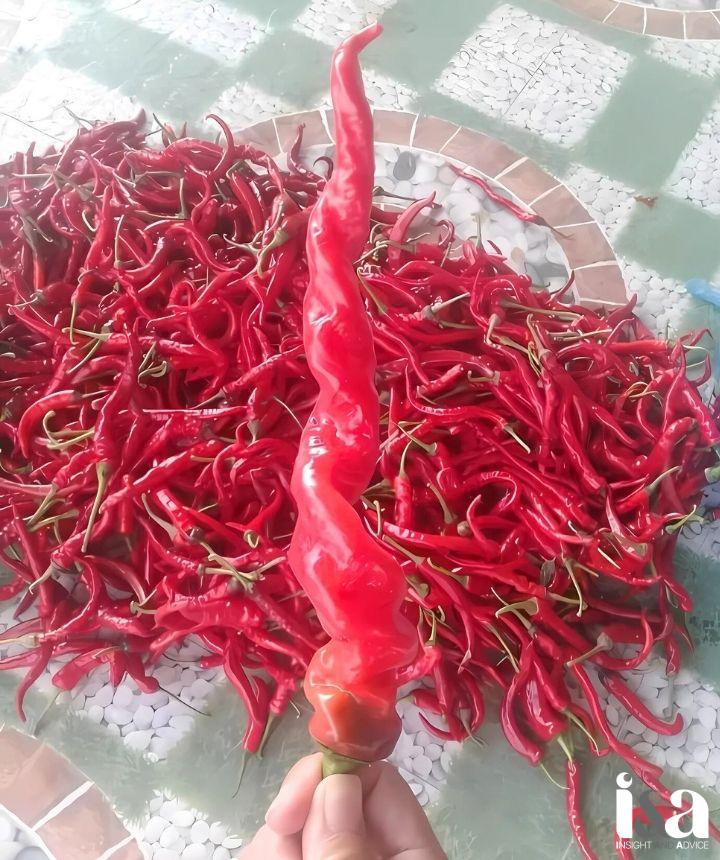 Ớt chìa vôi