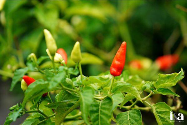 giống ớt cay nhất của Việt Nam