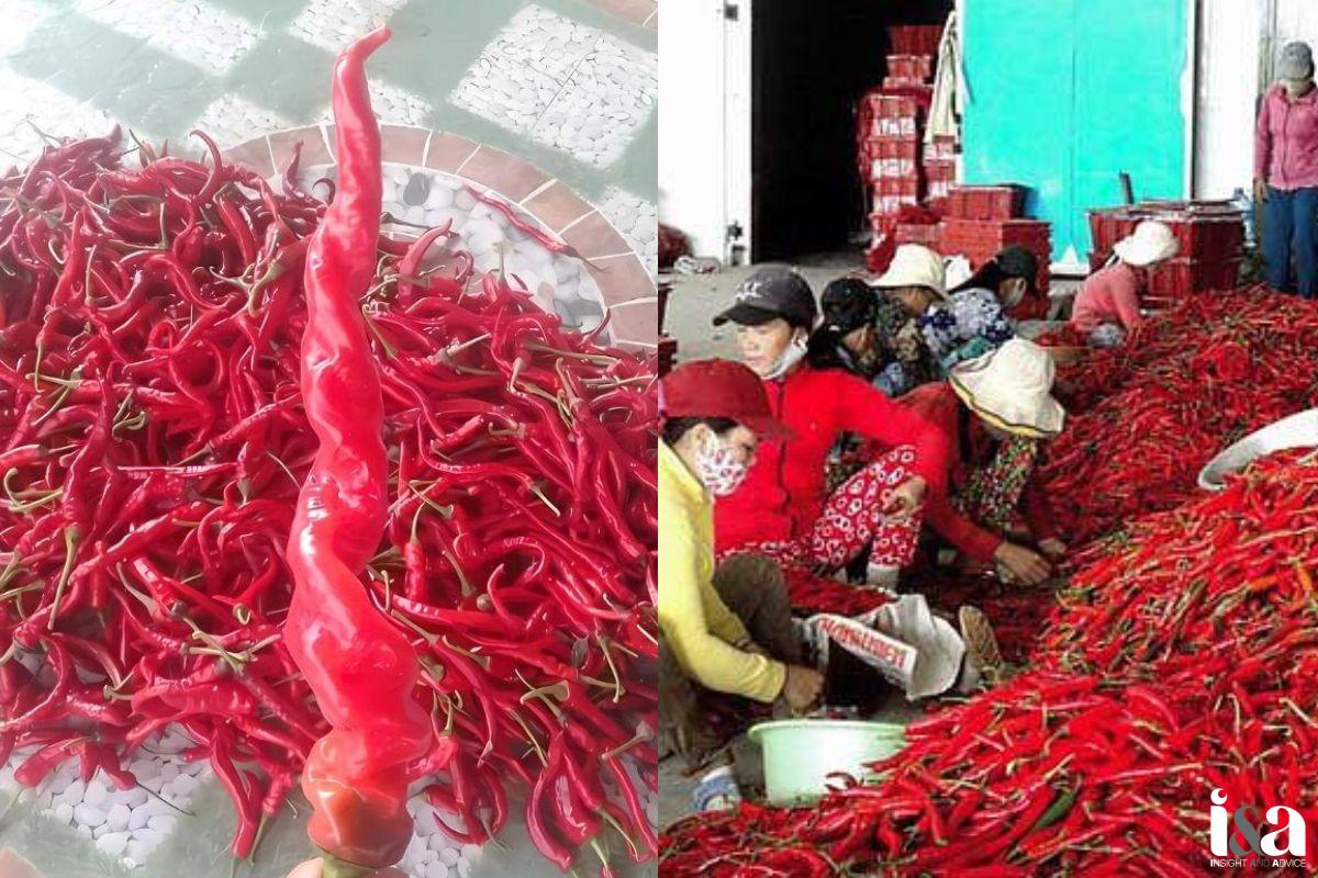 Ớt Chìa Vôi Quảng Trị