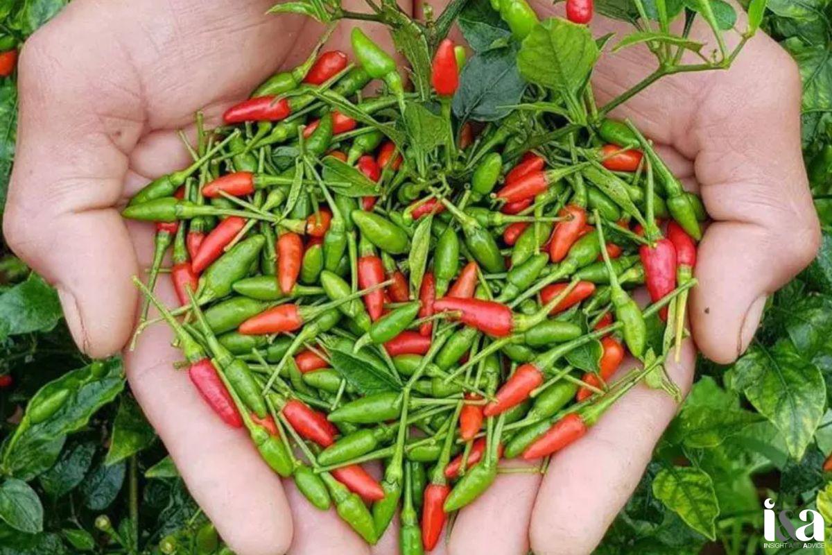 Ớt hiểm xanh (ớt xiêm)