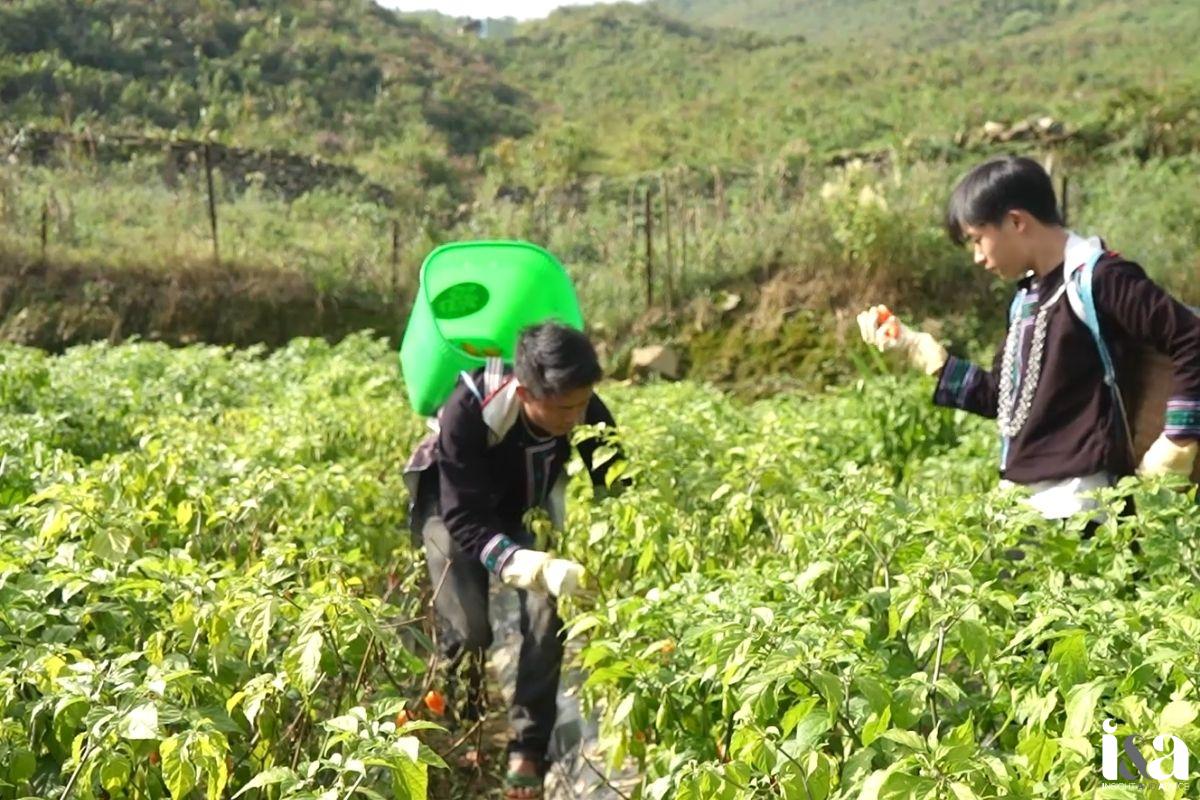 Người dân chăm sóc ớt trung đoàn